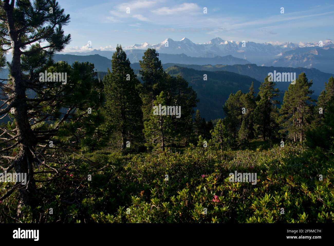 Eindrücklicher Blick auf die grossen 4000er des Berner Oberlands vom Hohgant-Massiv Foto Stock