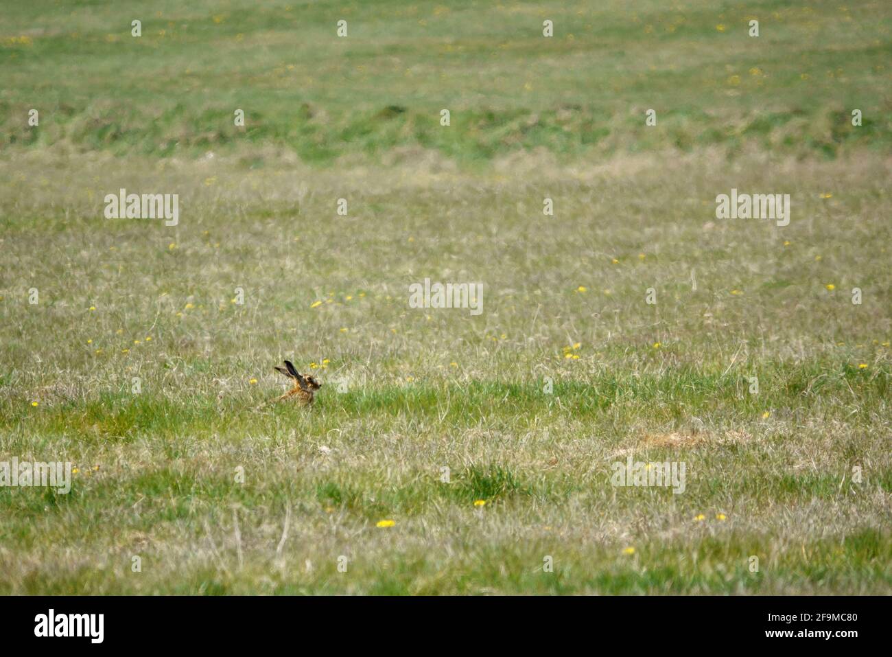 MAD marzo Lepre nel mese di aprile e un prato verde primavera Foto Stock