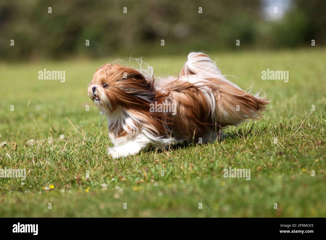 Shih Tzu in pieno cappotto che corre attraverso l'erba Foto Stock