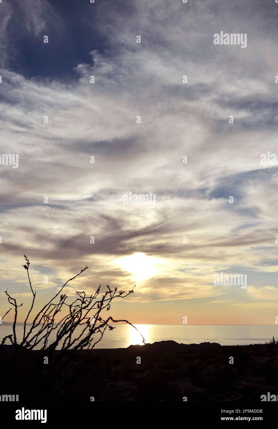 Ocotillo pianta con il sole al tramonto e nuvole sul mare del Golfo della California nel comune di Caborca, sonora, Messico. ocotillo pianta tipica del deserto di sonora e del deserto dell'Arizona (Foto di Israele Garnica / Norte Foto). Planta ocotillo con el sol al atardecer y nubes sobre el mar del Golfo de California en el municipio de Caborca, sonora , Messico. planta ocotillo tipica del desierto de sonora y desierto de Arizona.(Photo by Israel Garnica / Norte Photo). Foto Stock