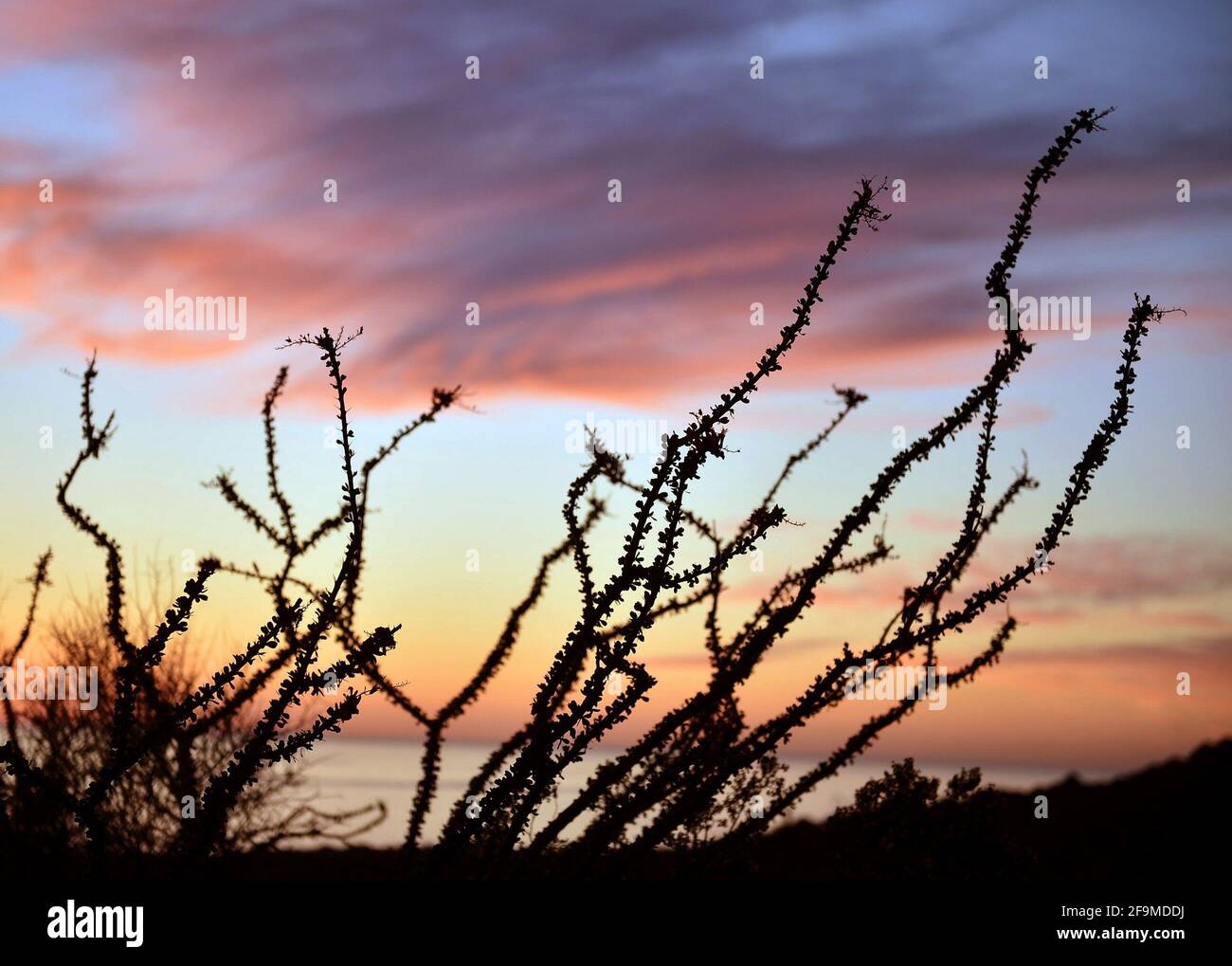 Ocotillo pianta con il sole al tramonto e nuvole sul mare del Golfo della California nel comune di Caborca, sonora, Messico. ocotillo pianta tipica del deserto di sonora e del deserto dell'Arizona (Foto di Israele Garnica / Norte Foto). Planta ocotillo con el sol al atardecer y nubes sobre el mar del Golfo de California en el municipio de Caborca, sonora , Messico. planta ocotillo tipica del desierto de sonora y desierto de Arizona.(Photo by Israel Garnica / Norte Photo). Foto Stock