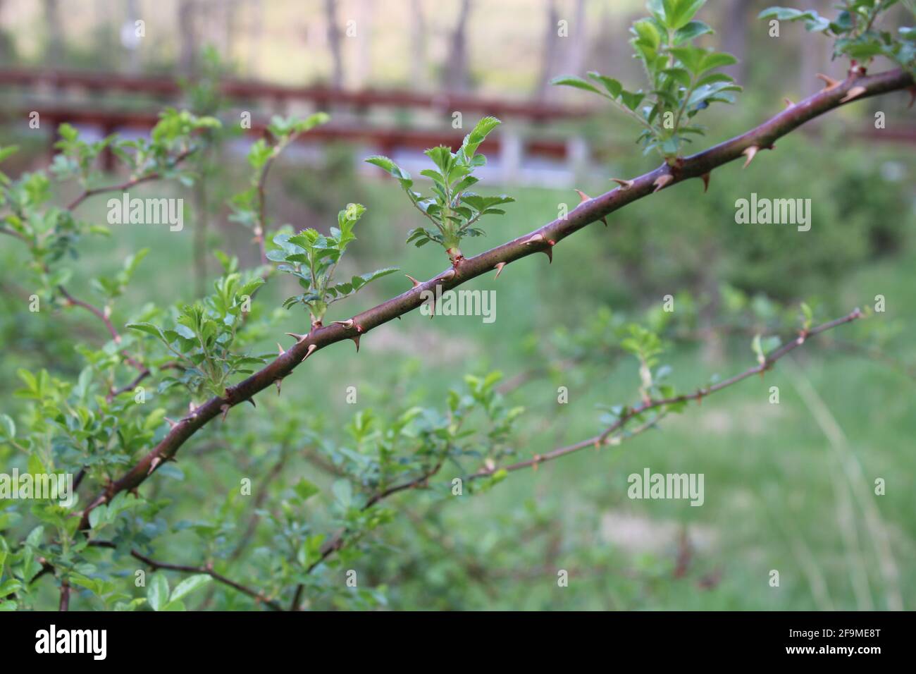 Un singolo ramo di Thorn di una pianta di Rosa Selvatica Foto Stock