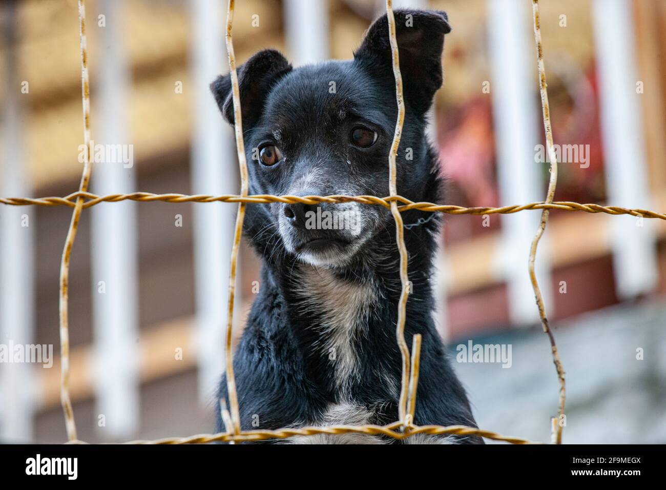 cane cucciolo salvato Foto Stock