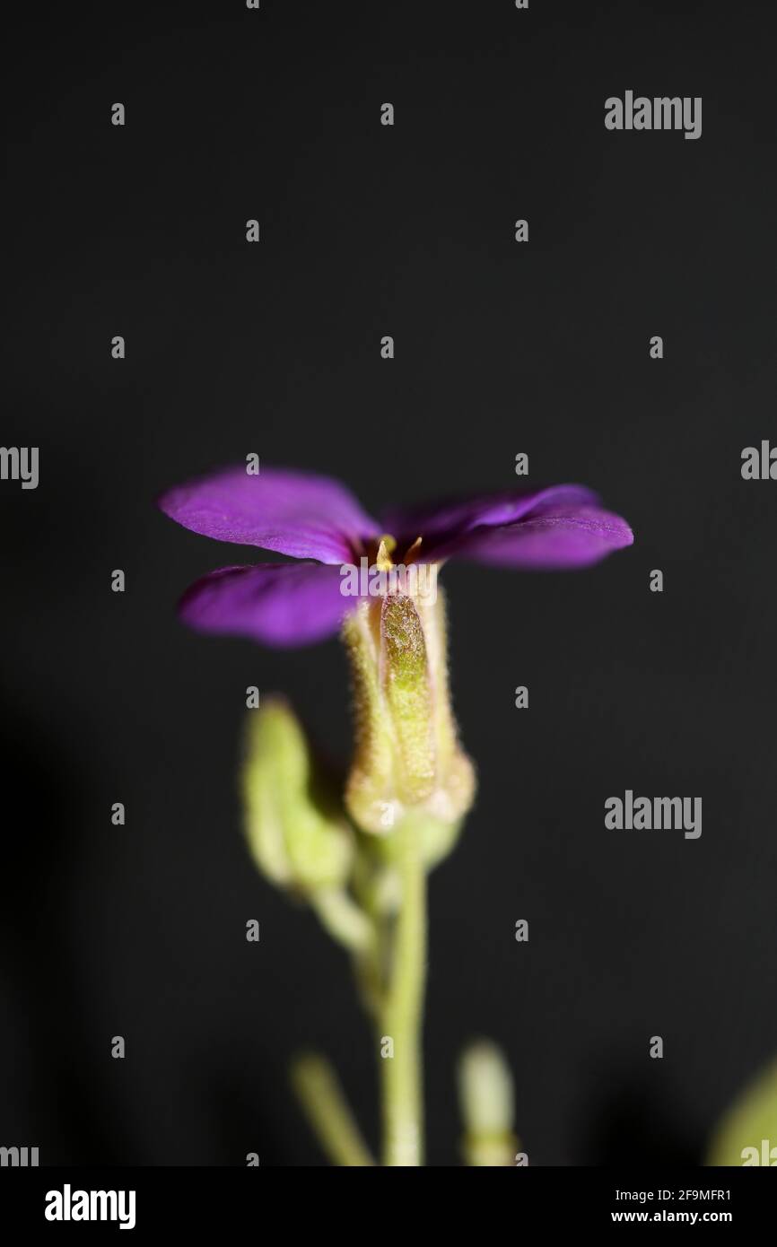 Porpora piccolo fiore primo piano in fiore Aubrieta deltoidea famiglia Brasicaceae purple rock cress moderna botanica di alta qualità grande formato stampa Foto Stock