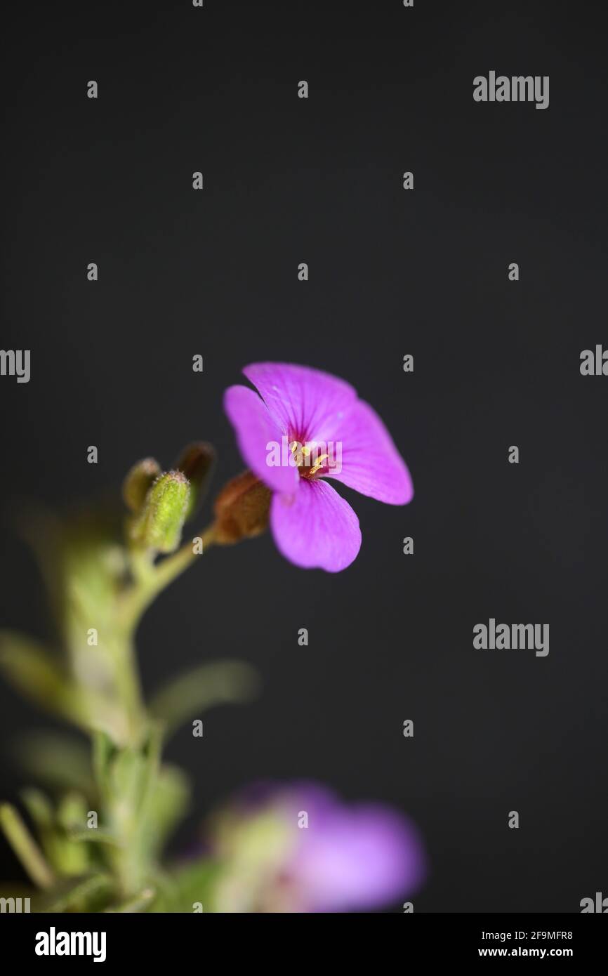 Porpora piccolo fiore primo piano in fiore Aubrieta deltoidea famiglia Brasicaceae purple rock cress moderna botanica di alta qualità grande formato stampa Foto Stock