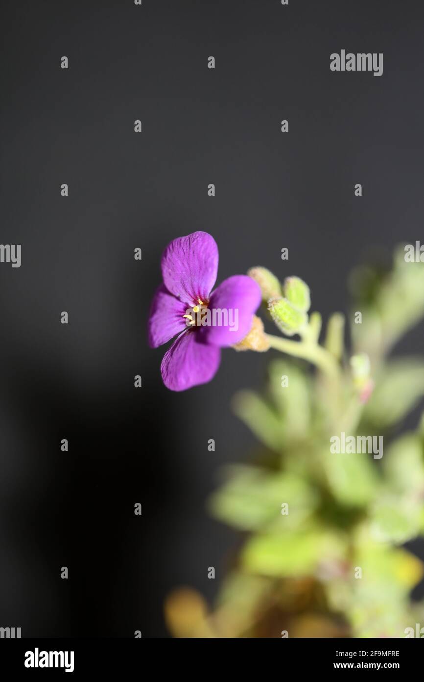 Porpora piccolo fiore primo piano in fiore Aubrieta deltoidea famiglia Brasicaceae purple rock cress moderna botanica di alta qualità grande formato stampa Foto Stock