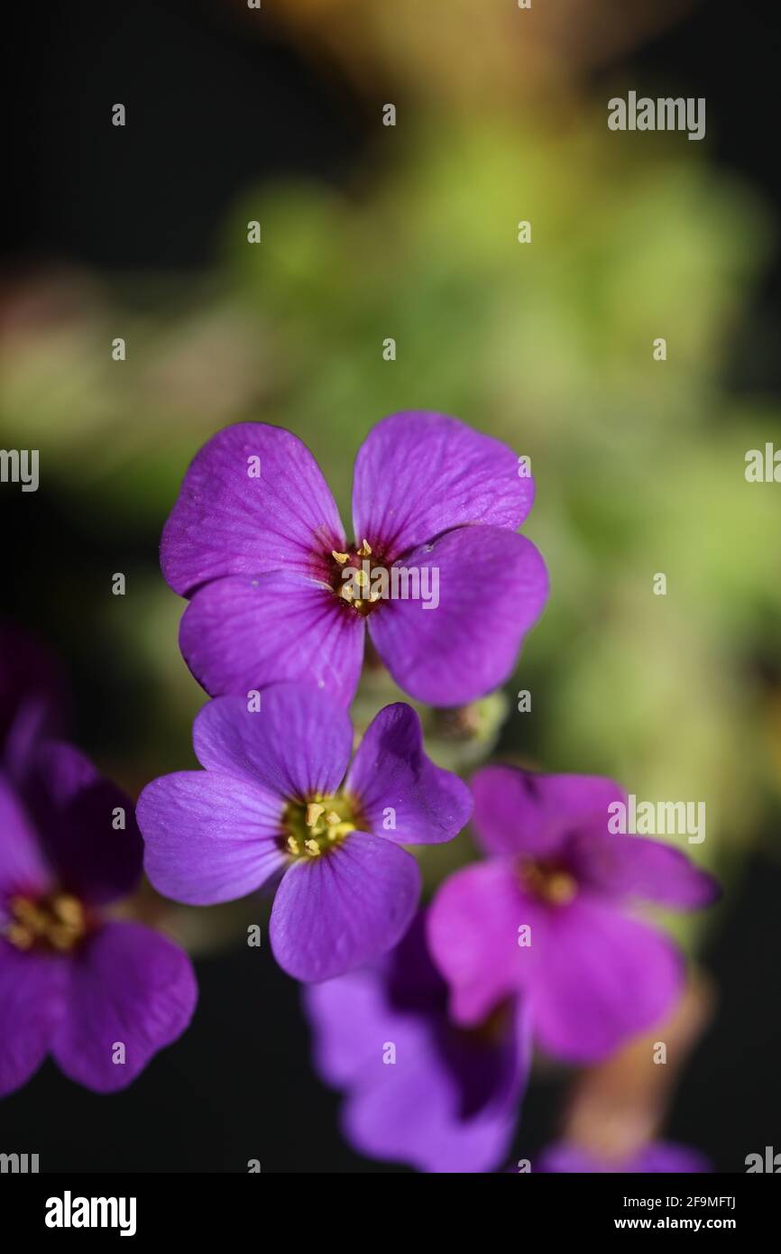 Porpora piccolo fiore primo piano in fiore Aubrieta deltoidea famiglia Brasicaceae purple rock cress moderna botanica di alta qualità grande formato stampa Foto Stock