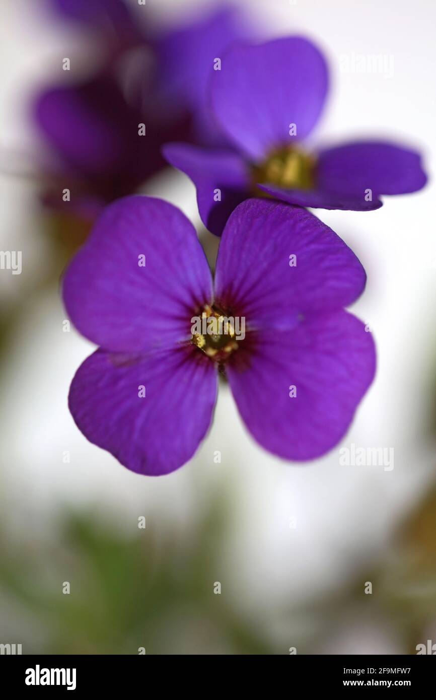 Porpora piccolo fiore primo piano in fiore Aubrieta deltoidea famiglia Brasicaceae purple rock cress moderna botanica di alta qualità grande formato stampa Foto Stock