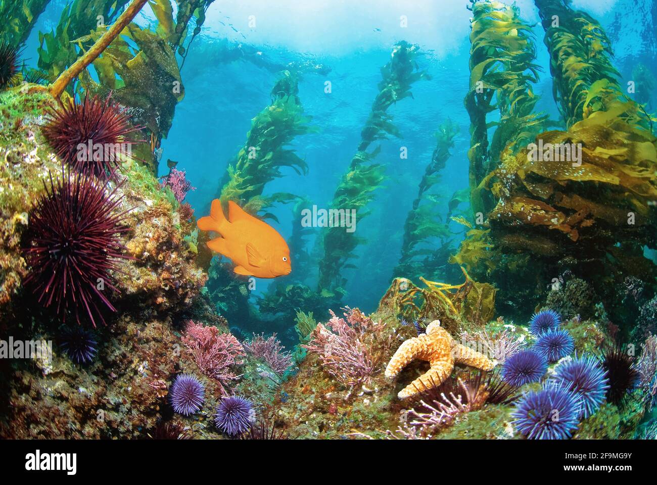 Pesci Garibaldi (Hypsypops rubicundus) nuotare nella foresta di kelp con Starfish, Isole del canale della California. Foto Stock