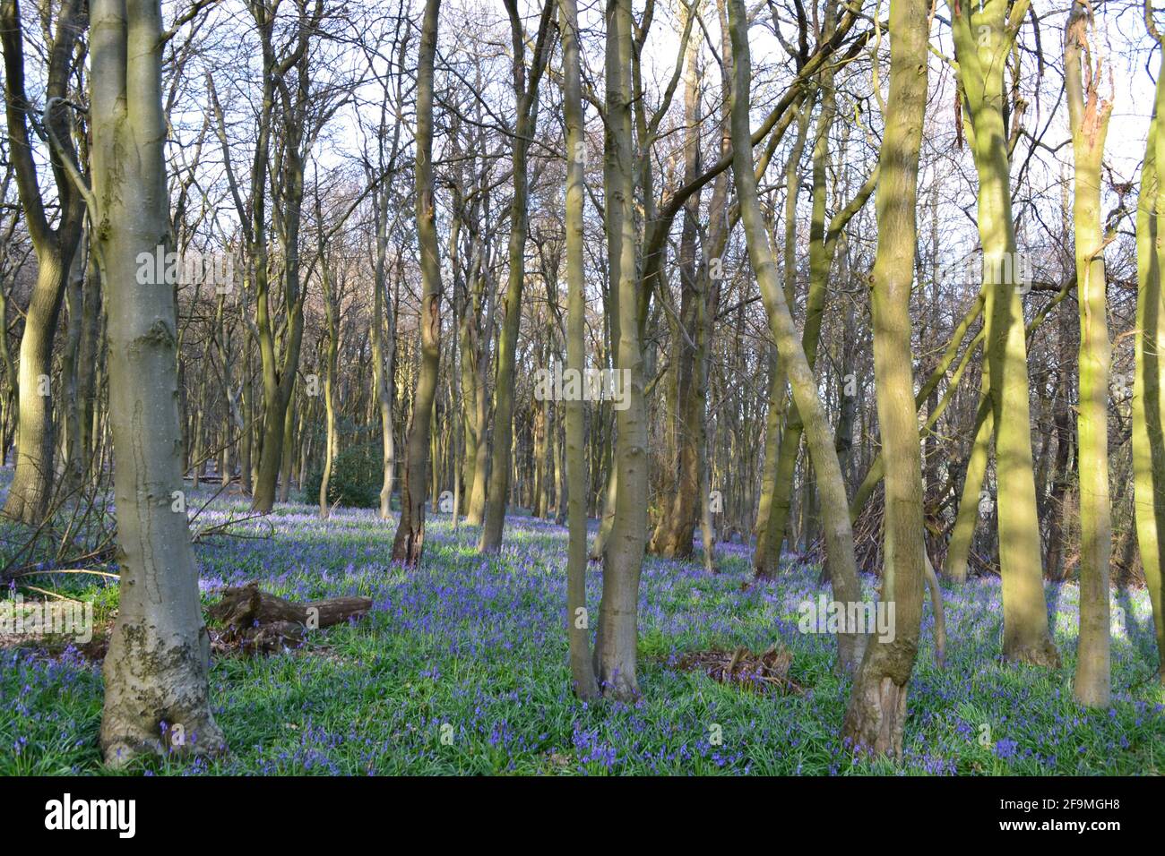 I primi bluebells in fiore, ritardato quest'anno a causa del freddo tempo di primavera, in Meenfield Wood, Shoreham nel Kent North Downs. Legno soleggiato Foto Stock