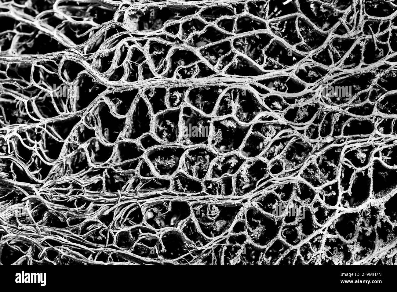 Vene del sistema vascolare da un Cactus Foto Stock