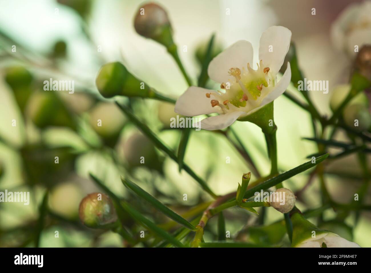 WA19474-00...WASHINGTON - un delicato fiore di cera bianca. Foto Stock