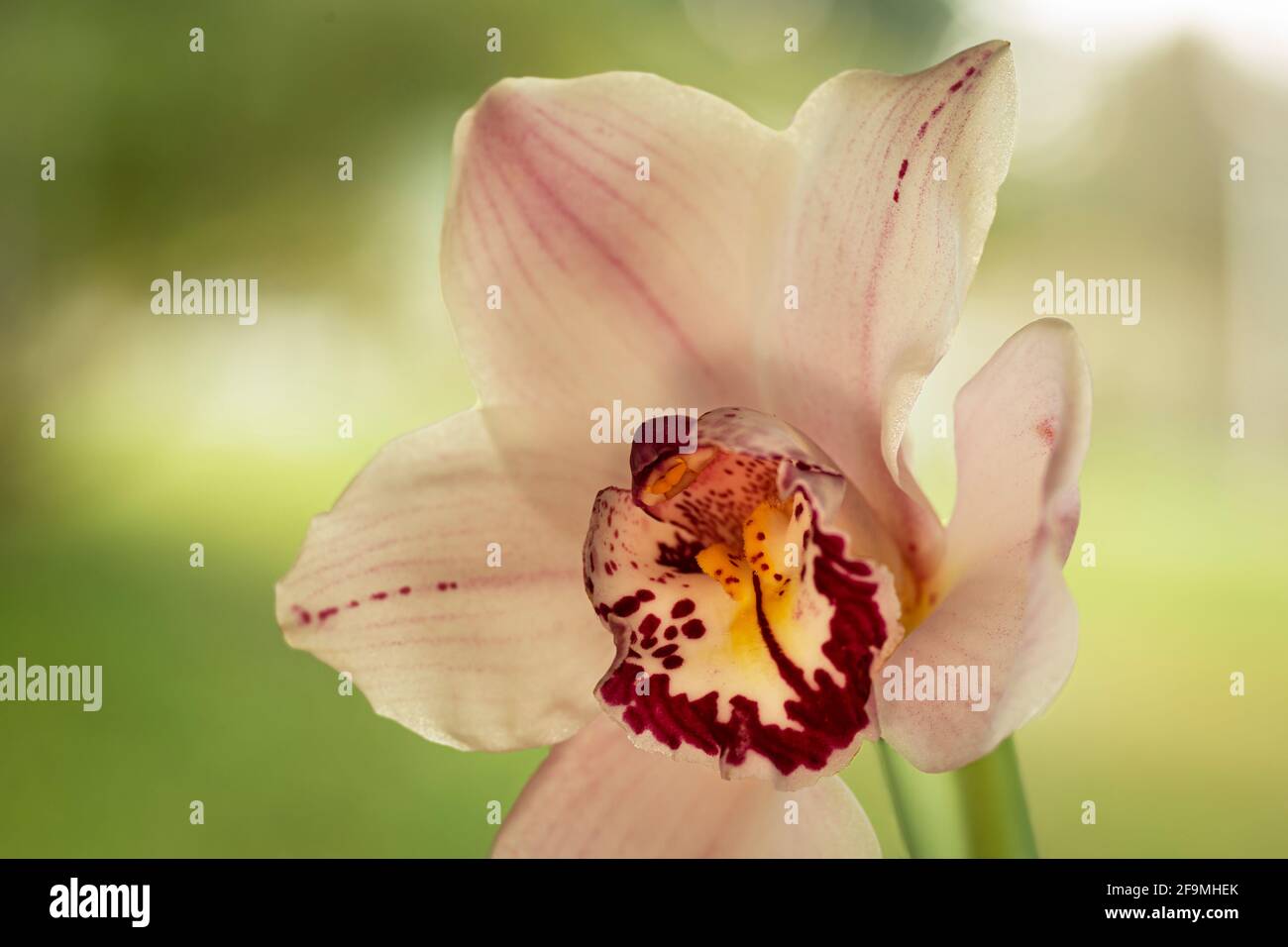 WA19476-00...WASHINGTON - una vista ravvicinata di una colorata orchidea. Foto Stock