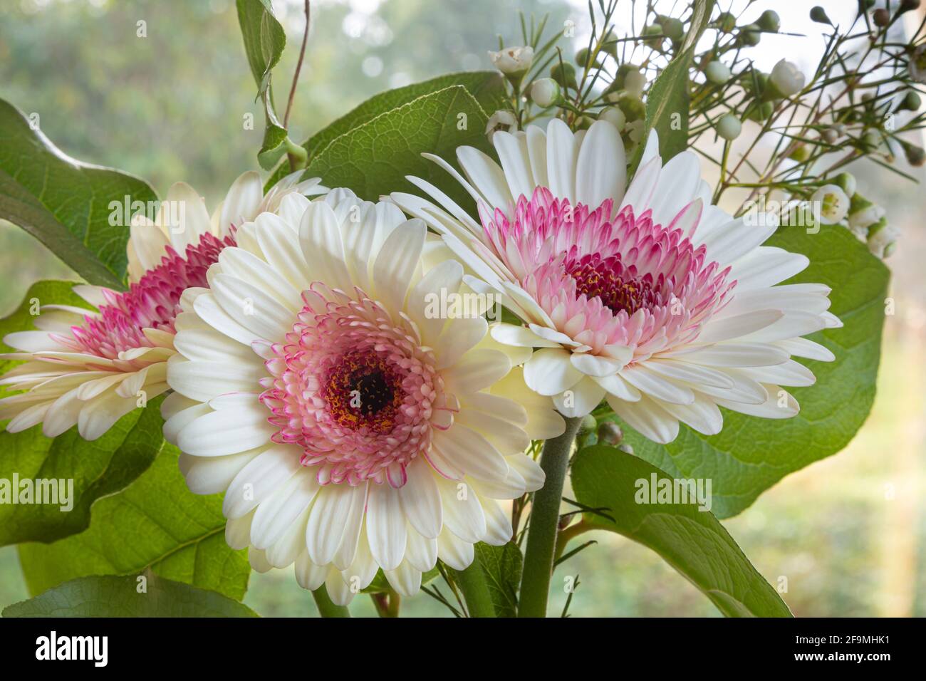 WA19483-00...WASHINGTON - fiore di Gerbara bianco e rosa con fiore di cera bianco in un bouquet floreale. Foto Stock