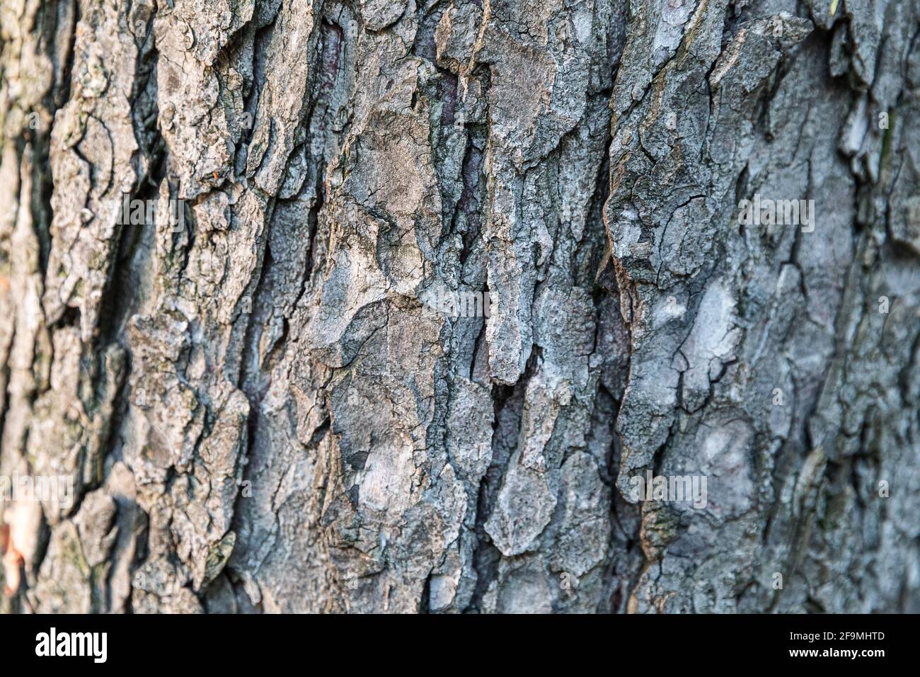 Corteccia dell'albero di legno vecchio, trama di sfondo naturale primo piano Foto Stock