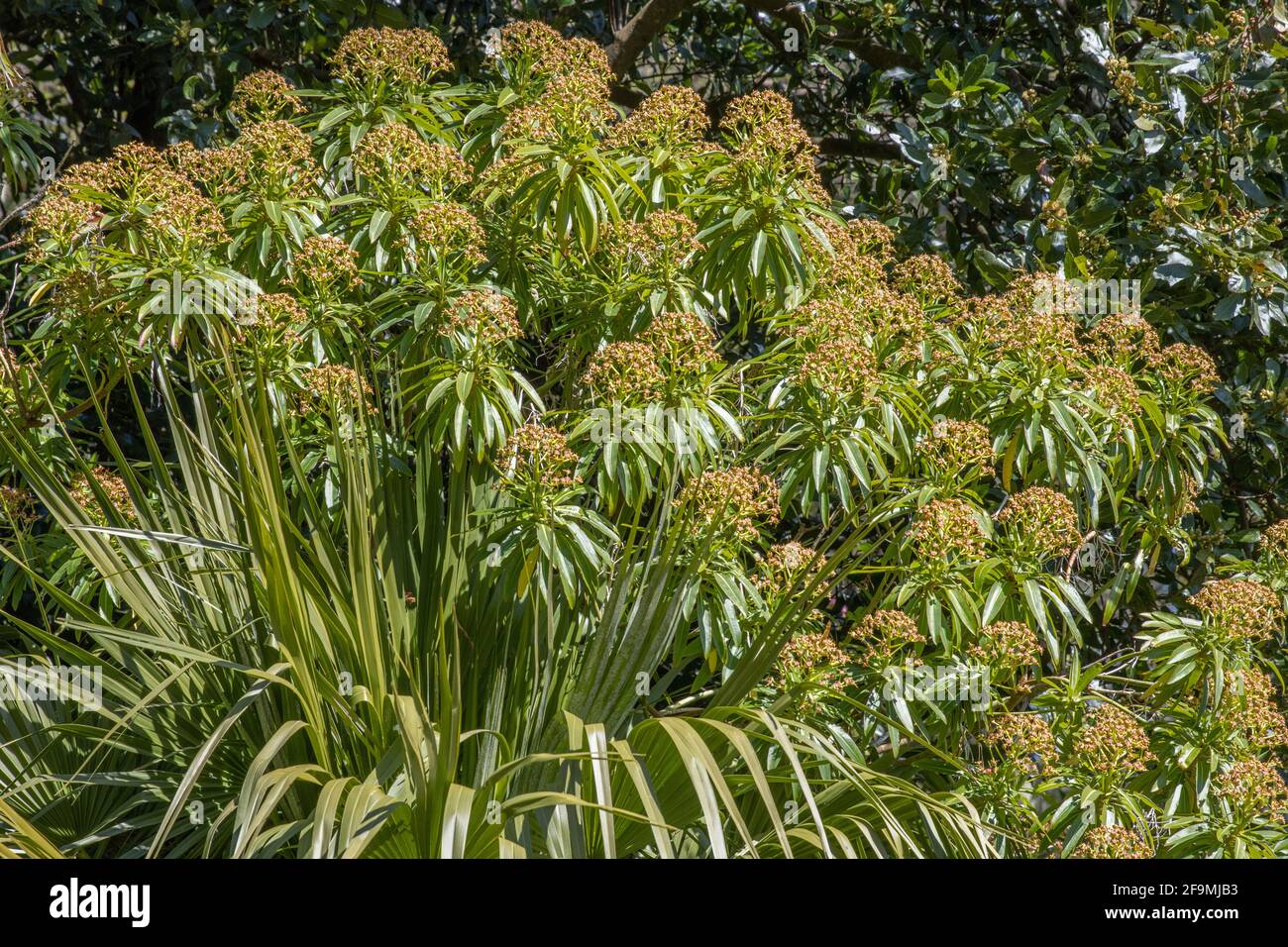 Grande pianta Euphorbia mellifera in bordo soleggiato in fiore Foto Stock