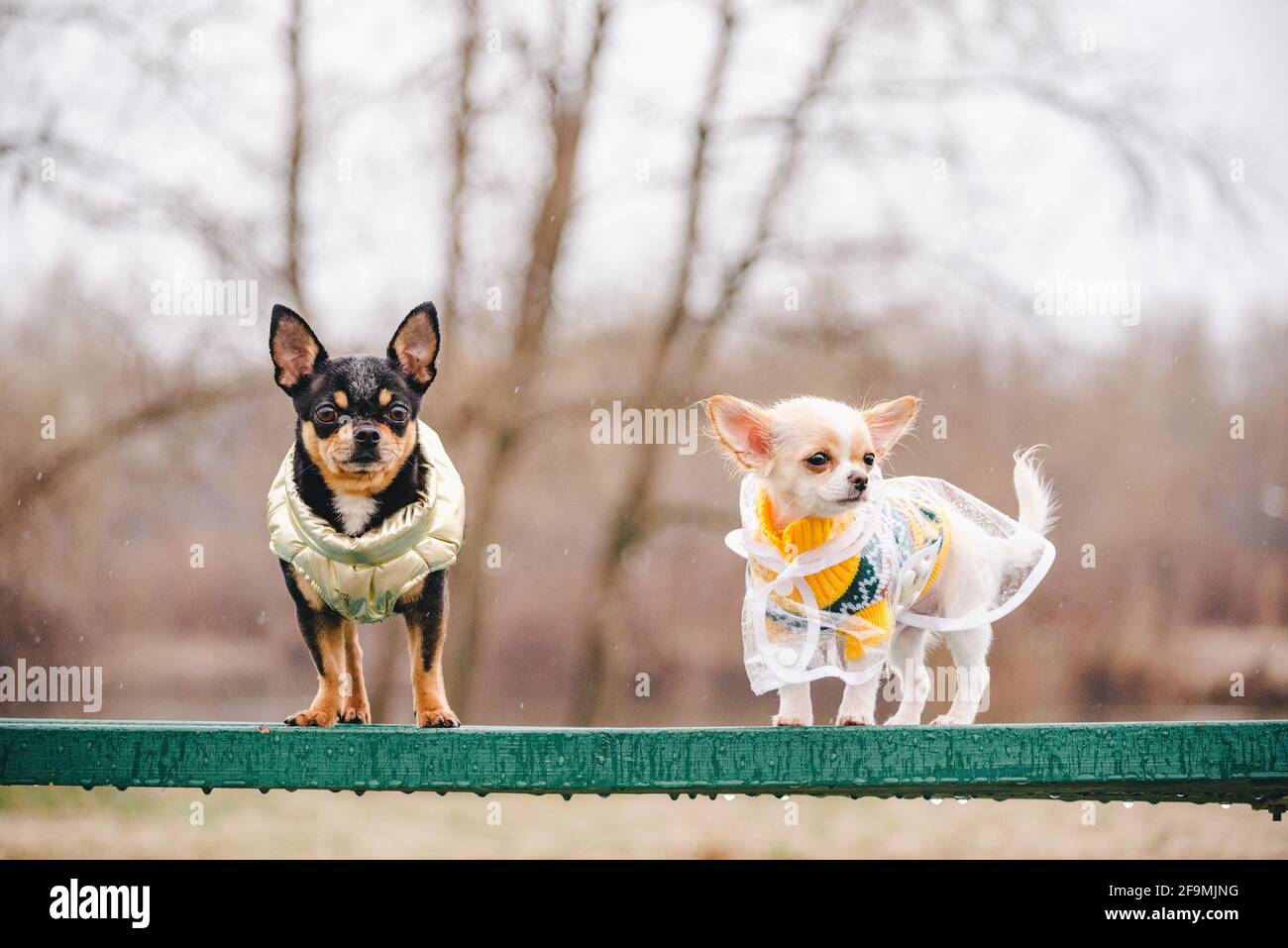 cane bianco chihuahua e nero chihuahua in posa all'aperto. Il cucciolo bianco e nero chihuahua sta camminando. Giorno piovoso e cani Foto Stock