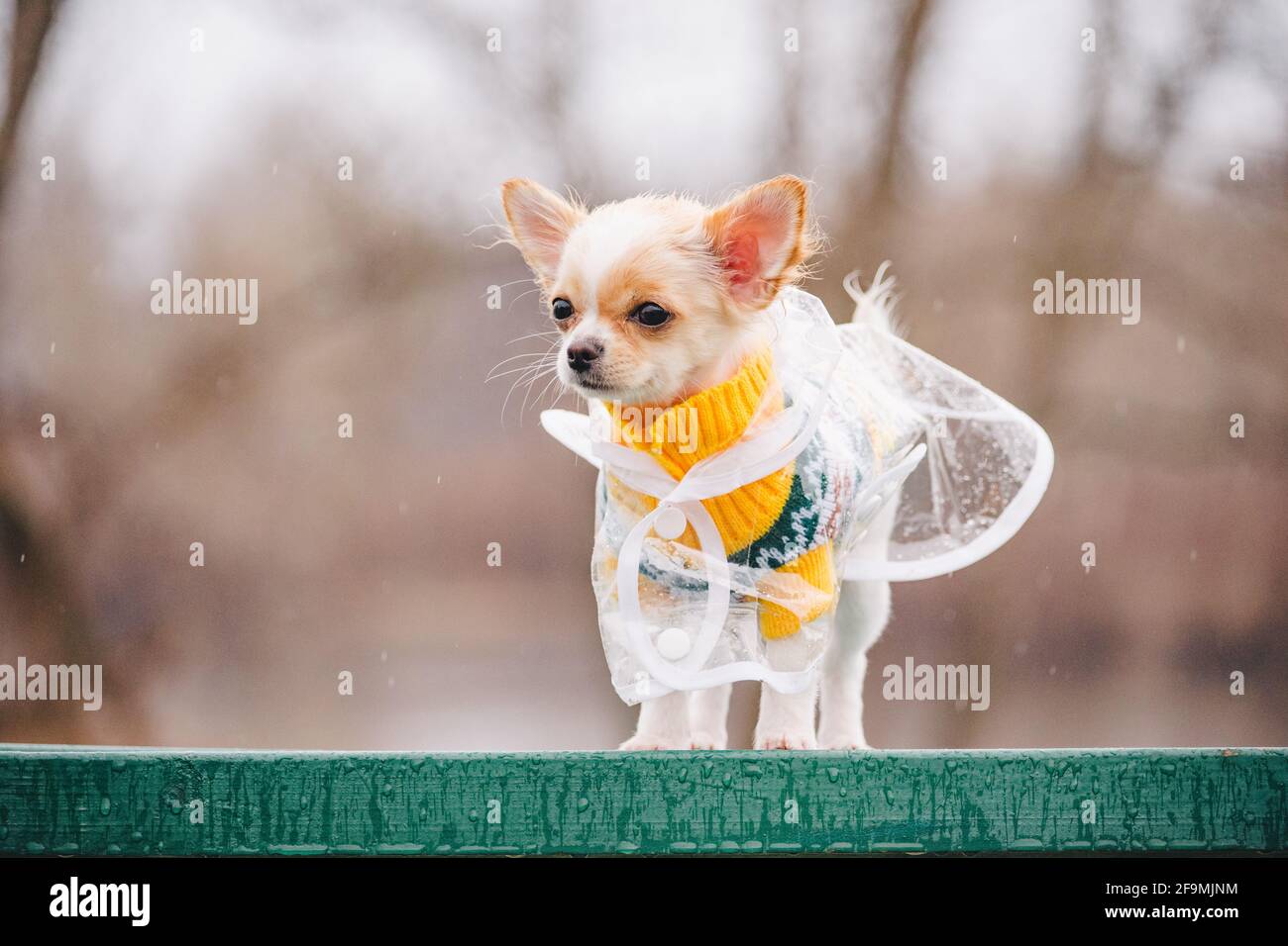 divertente cane chihuahua in posa in un impermeabile all'aperto. Il  cucciolo sta camminando in un impermeabile Foto stock - Alamy