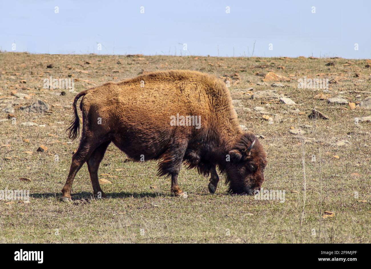 Primo piano di un bufalo americano bison toro mungere erba su una collina rocciosa con l'orizzonte alle sue spalle - messa a fuoco selettiva Foto Stock