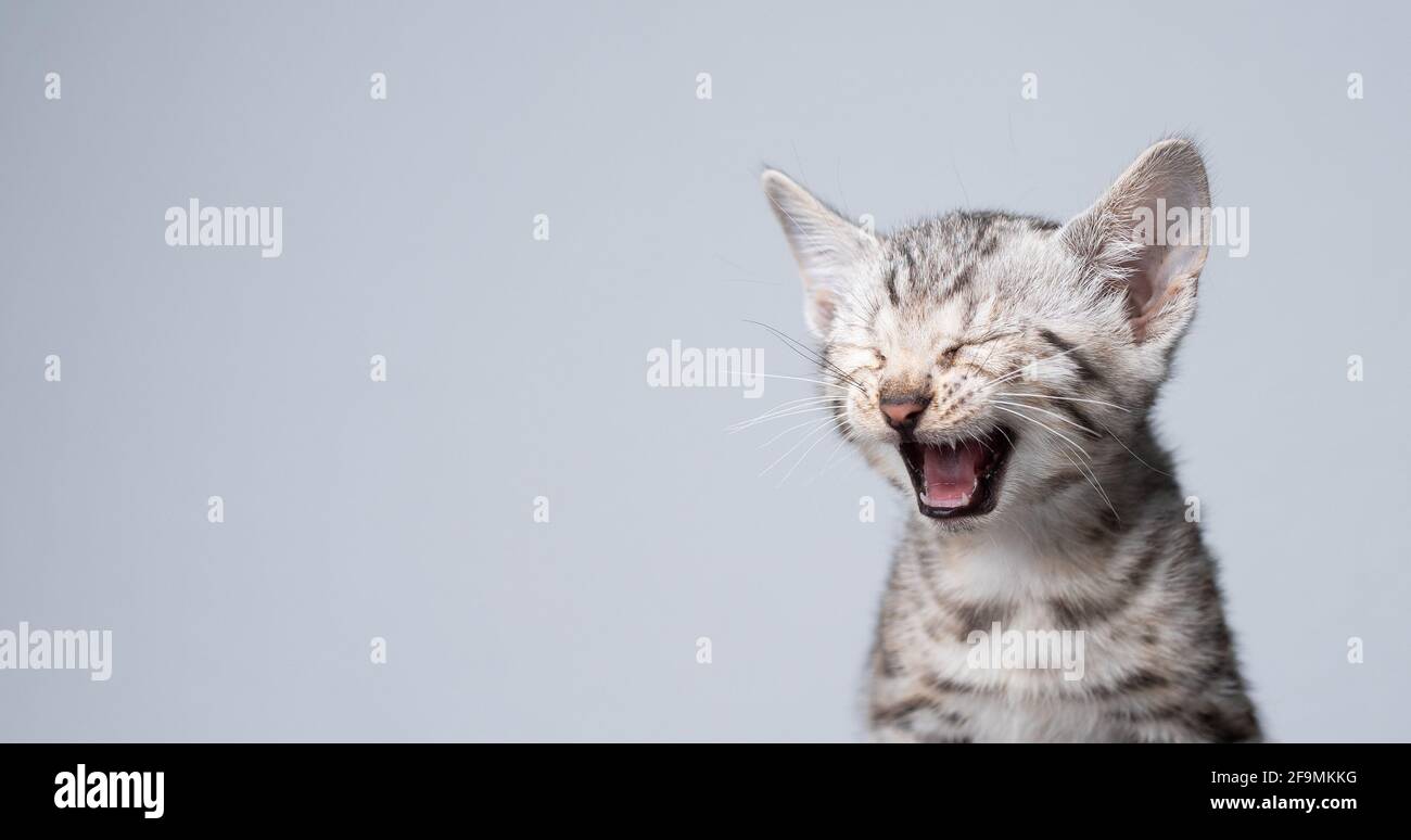 studio di 8 settimane di nero argento tabby rosetted gattino bengala che meowing davanti a sfondo bianco Foto Stock