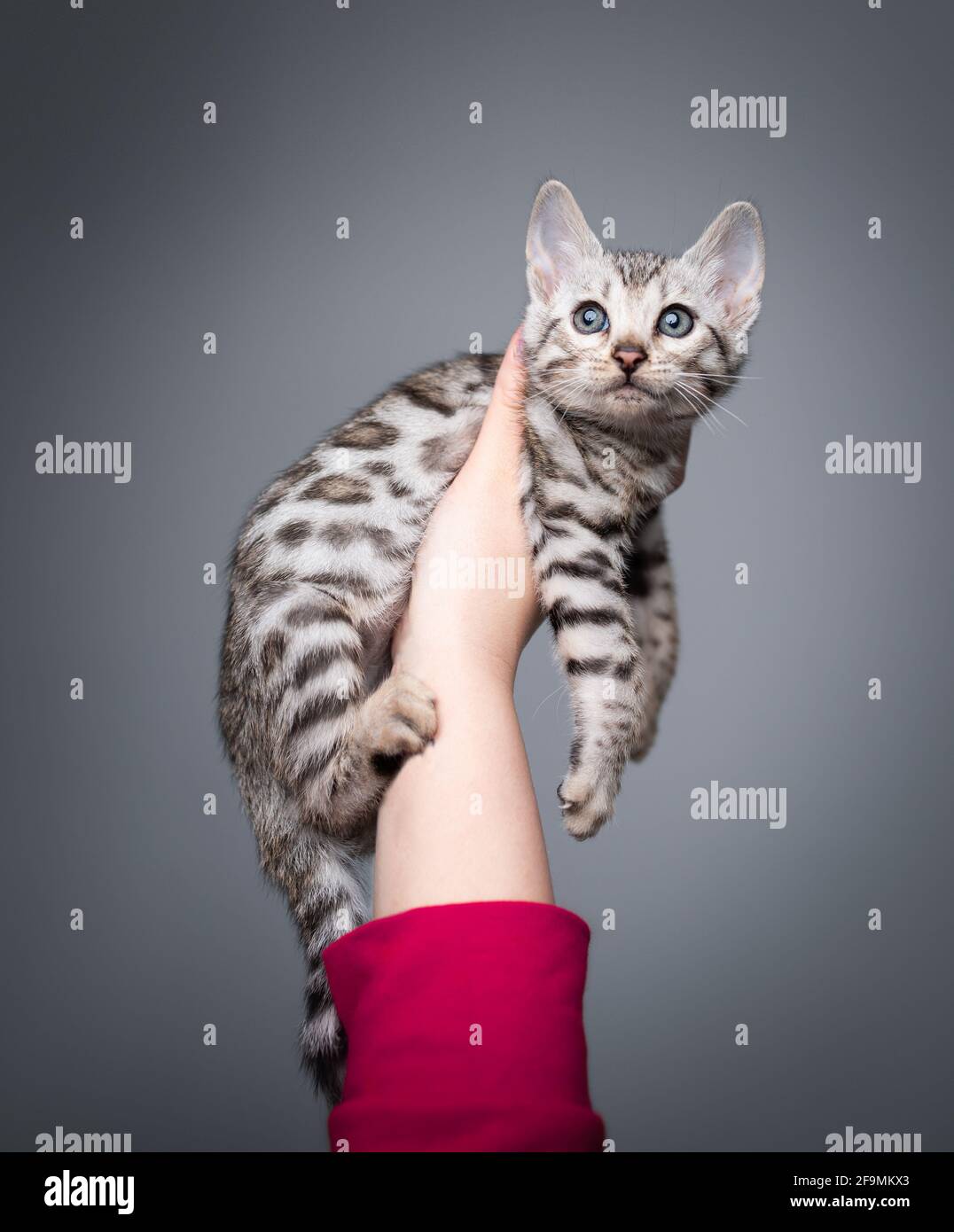 mano di una donna che indossa un maglione rosa che tiene 8 settimana vecchio nero argento tabby rosetted gattino bengala guardando in su curiosamente Foto Stock