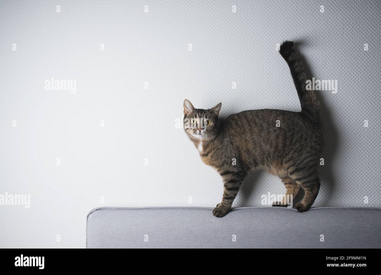 Tabby European Shorthair cat equilibratura su lettino nella parte anteriore del muro bianco guardando la fotocamera Foto Stock