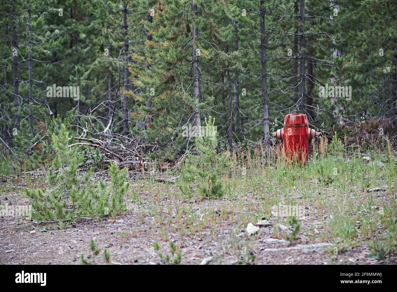 Red Hydrant in Foresta di fronte ai pini in Yellowstone Parcheggio Foto Stock