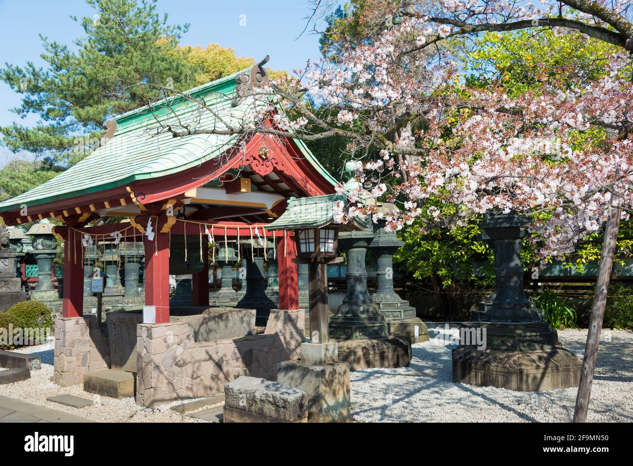 Tokyo, Giappone - fioritura dei ciliegi nel Santuario di Ueno Toshogu, Parco di Ueno, Taito, Tokyo, Giappone. Foto Stock