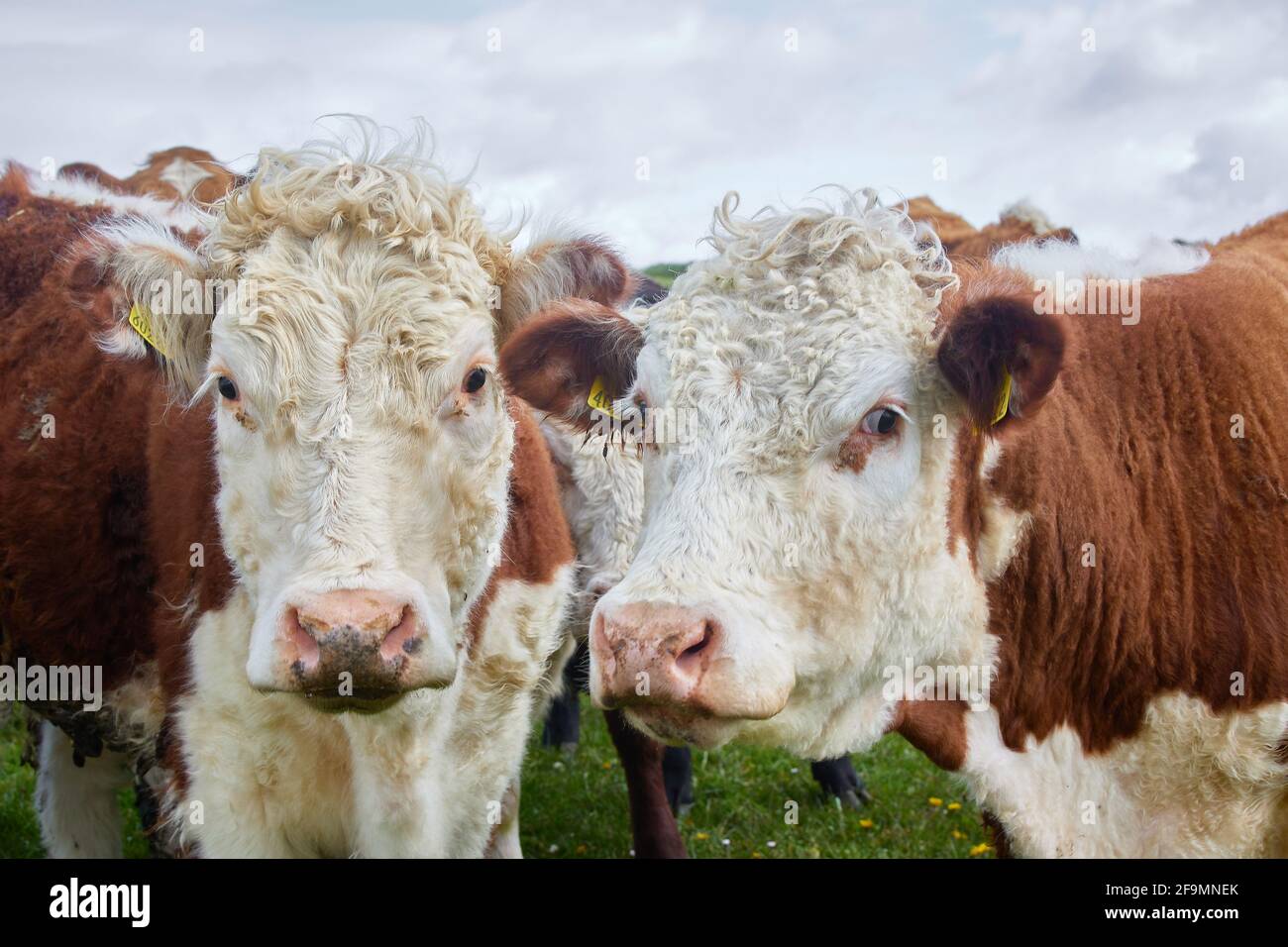 gruppo di mucche marroni e bianche che si starrono alla telecamera in modo espressivo. Foto Stock