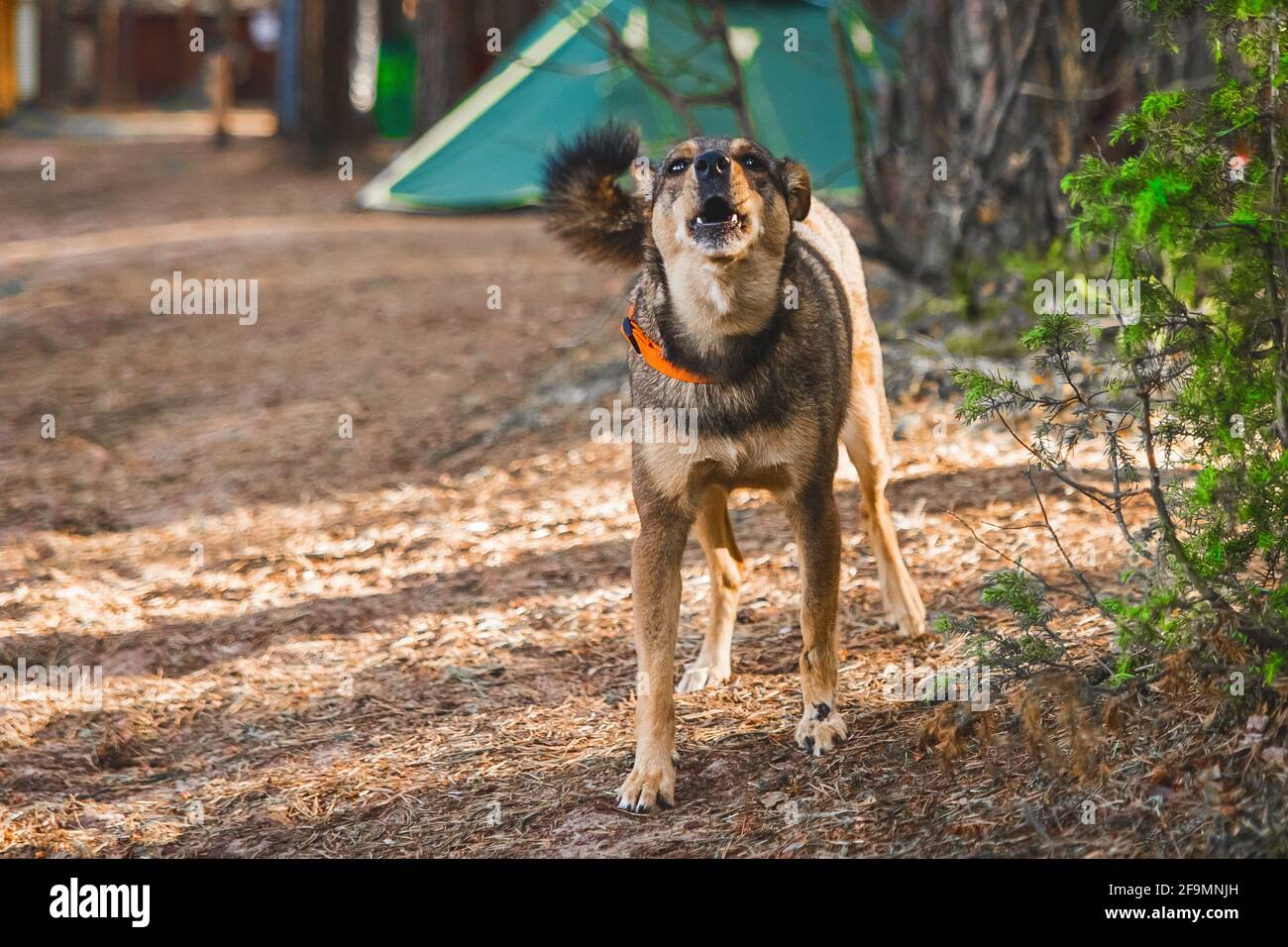 Arrabbiato mongrel cane aggressivo ruggisce e abbaia a un uomo. Foto Stock