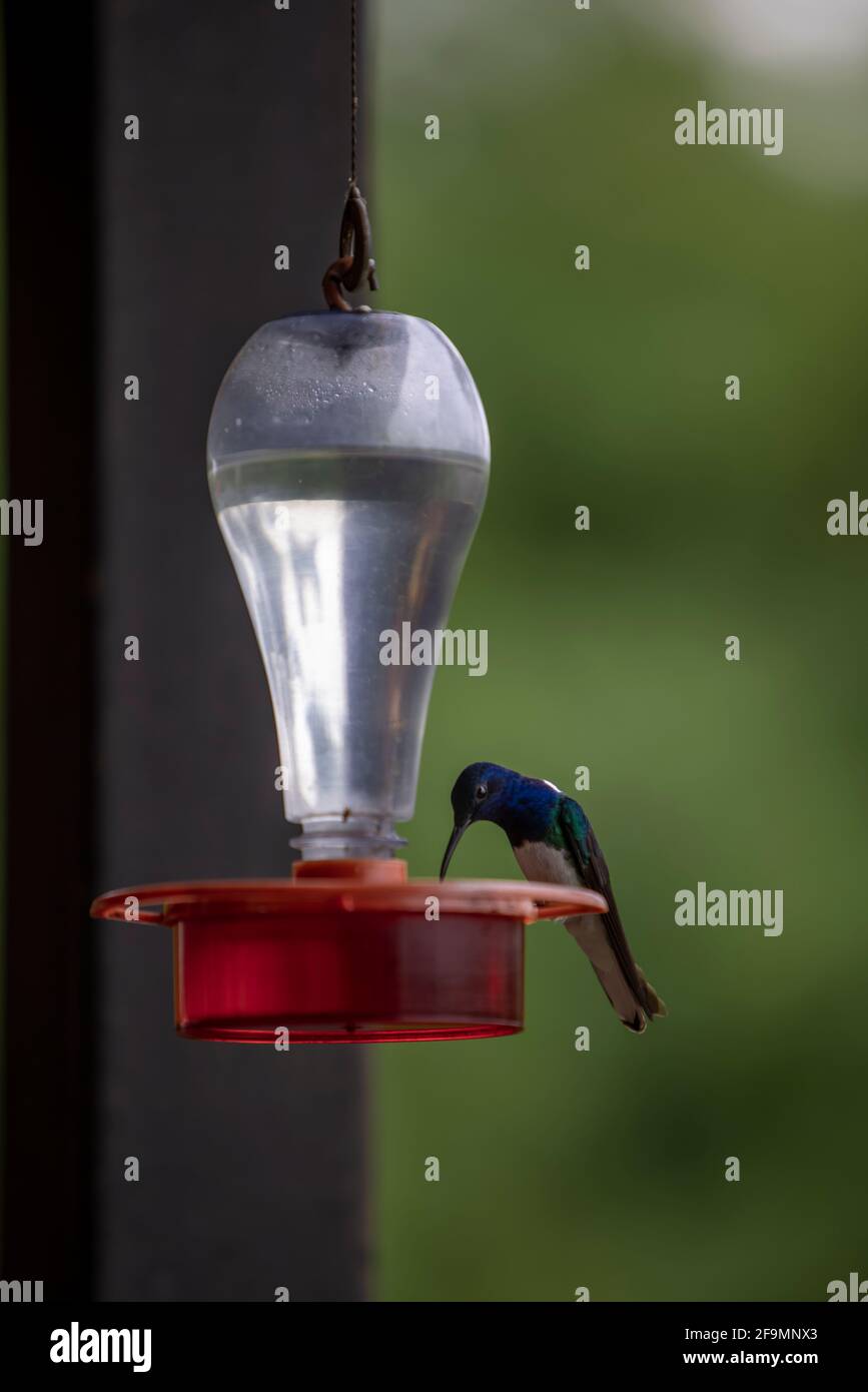 Immagine verticale di un piccolo uccello Colibri che beve dal alimentatore dell'acqua Foto Stock
