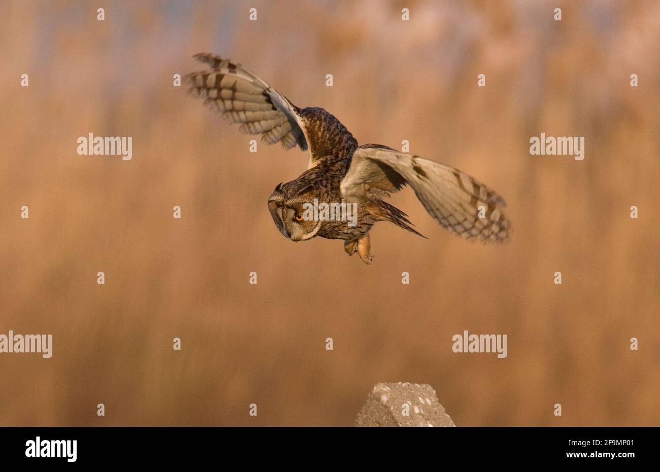 Corto-eared owl in volo Foto Stock