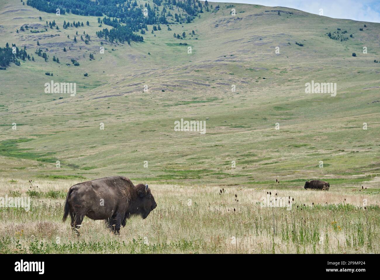 Due Bisons su erba verde di fronte alla collina in National Bison Range Montana Foto Stock Due Bisons su erba verde di fronte alla collina in National Bison Range Montana Foto Stock