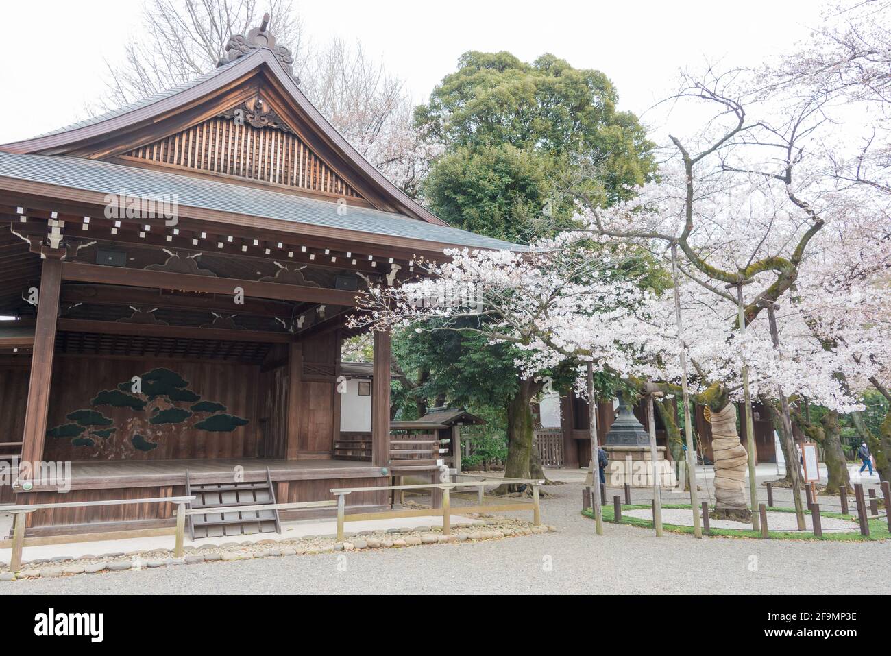 Assaggia l'albero della fioritura dei ciliegi di Somi-Yoshino presso il santuario Yasukuni a Chiyoda, Tokyo, Giappone. Albero campione osservato dall'Agenzia Meteorologica Giapponese. Foto Stock