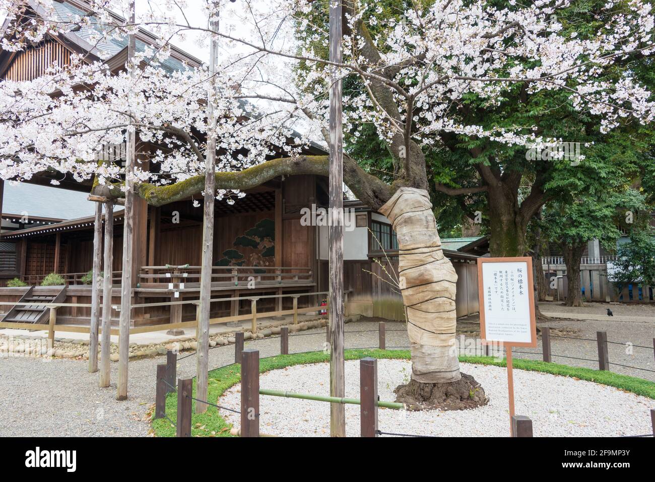 Assaggia l'albero della fioritura dei ciliegi di Somi-Yoshino presso il santuario Yasukuni a Chiyoda, Tokyo, Giappone. Albero campione osservato dall'Agenzia Meteorologica Giapponese. Foto Stock