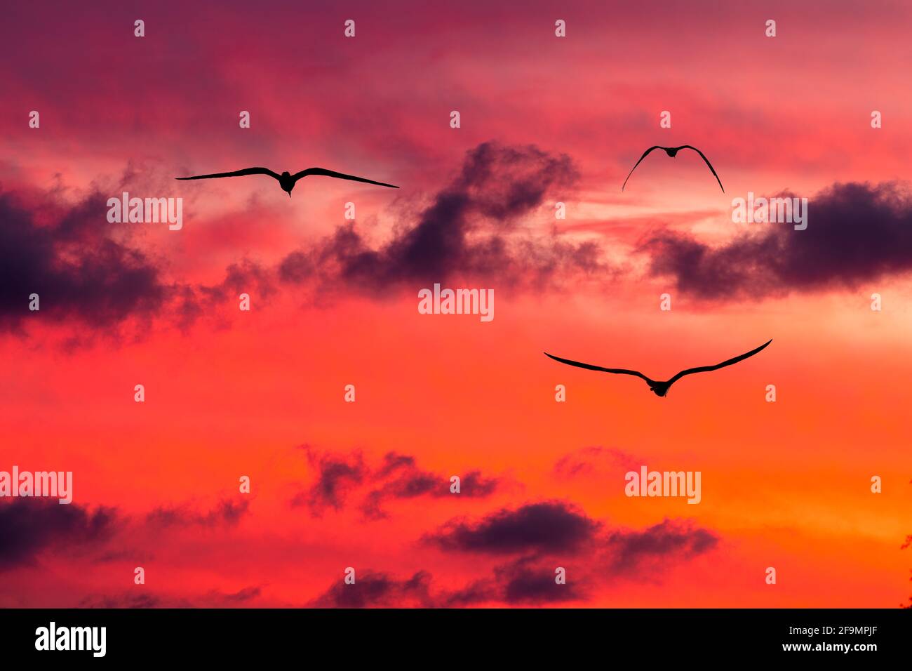 Tre uccelli stanno volando nel vibrante tramonto pieno di nuvole Cielo Foto Stock