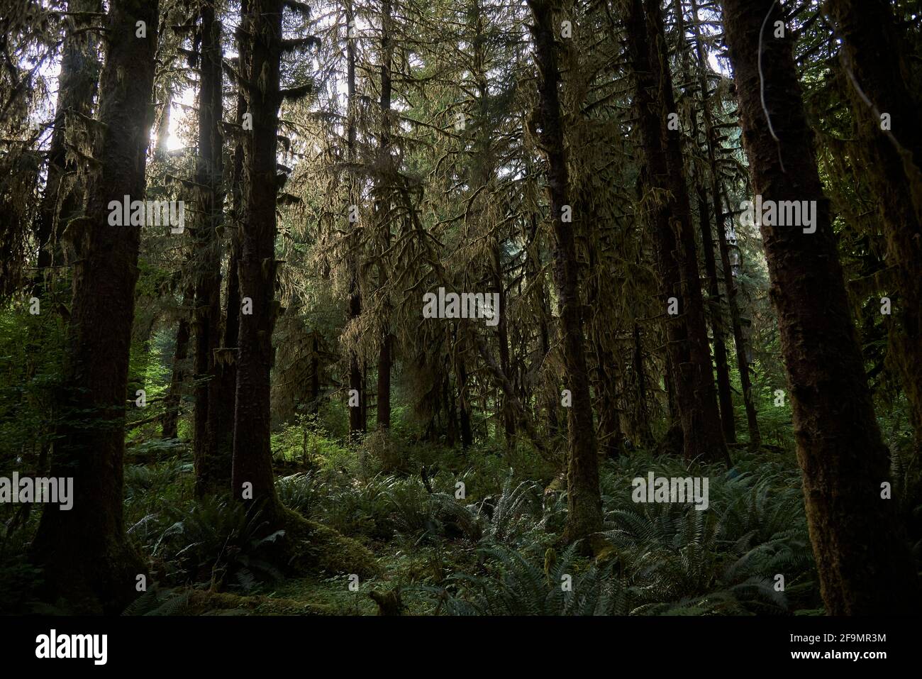Lichene coperto di pini nello stato della Foresta Nazionale Olimpica di Washington Foto Stock