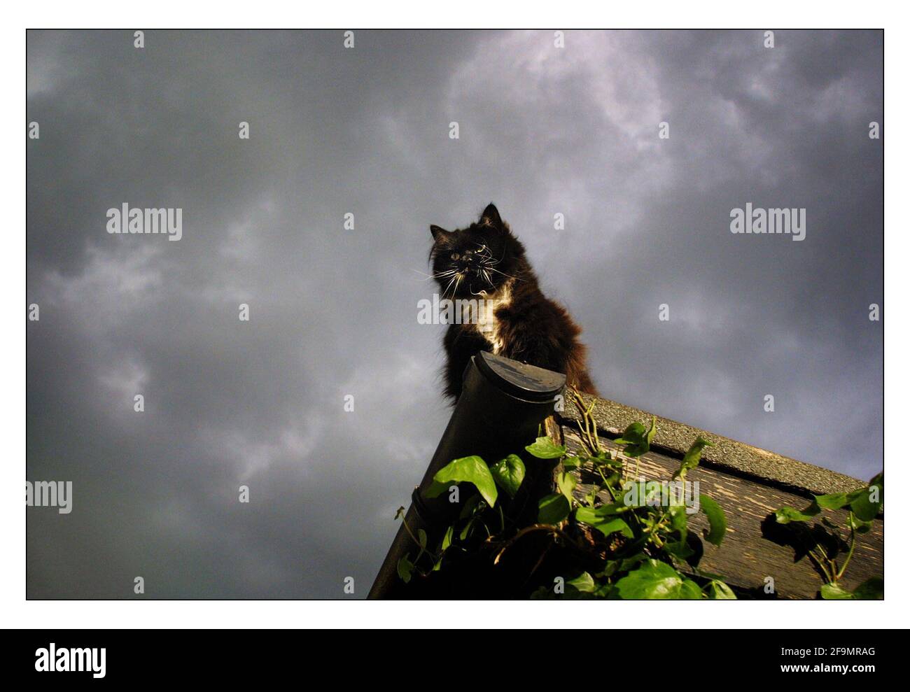 HETTY SANDISON...... CAT SU UN TETTO. GATTO E NUVOLE SCURE. pic David Sandison Foto Stock