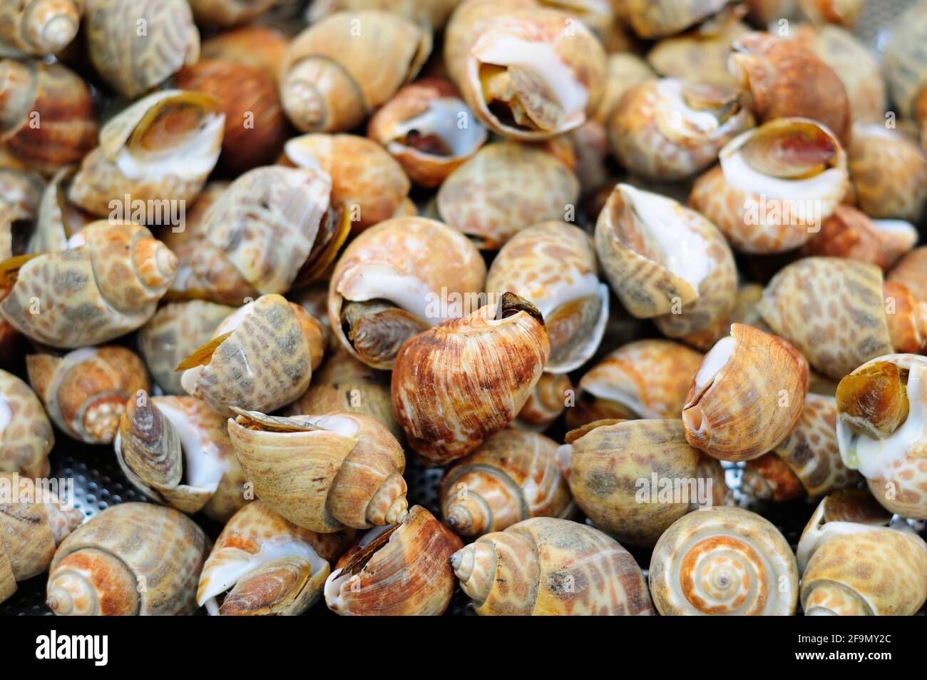 Lumache alla griglia Foto Stock