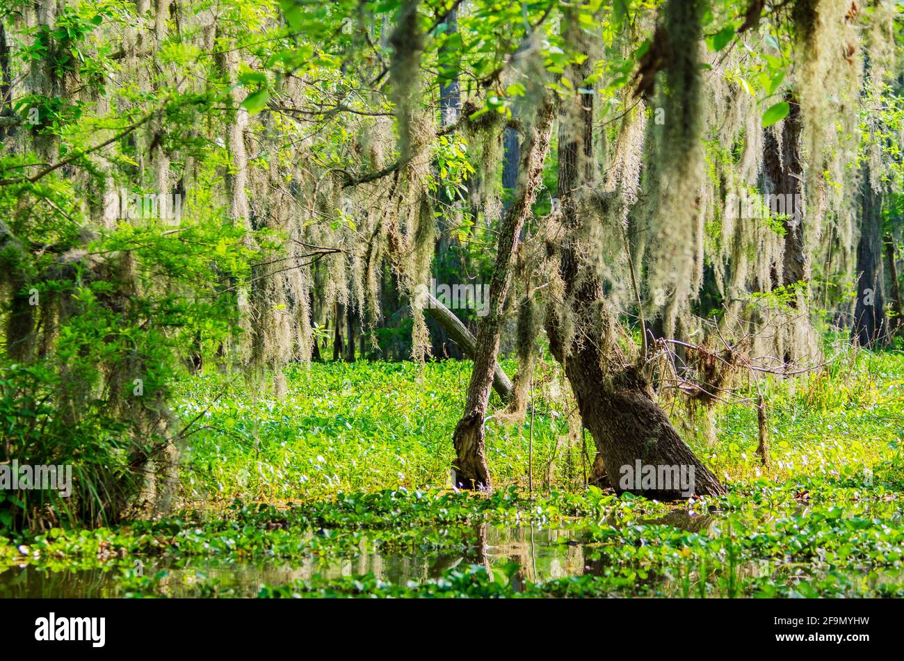 Palude di Atchafalaya con cipressi calvi, distichum di Taxodium, con muschio spagnolo, usneoides di Tillandsia e giacinto d'acqua comune. Louisiana, Stati Uniti Foto Stock