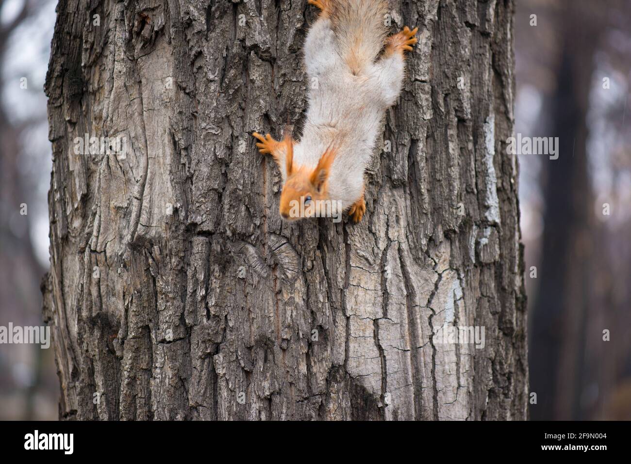 lo scoiattolo rosso bello scende dall'albero Foto Stock