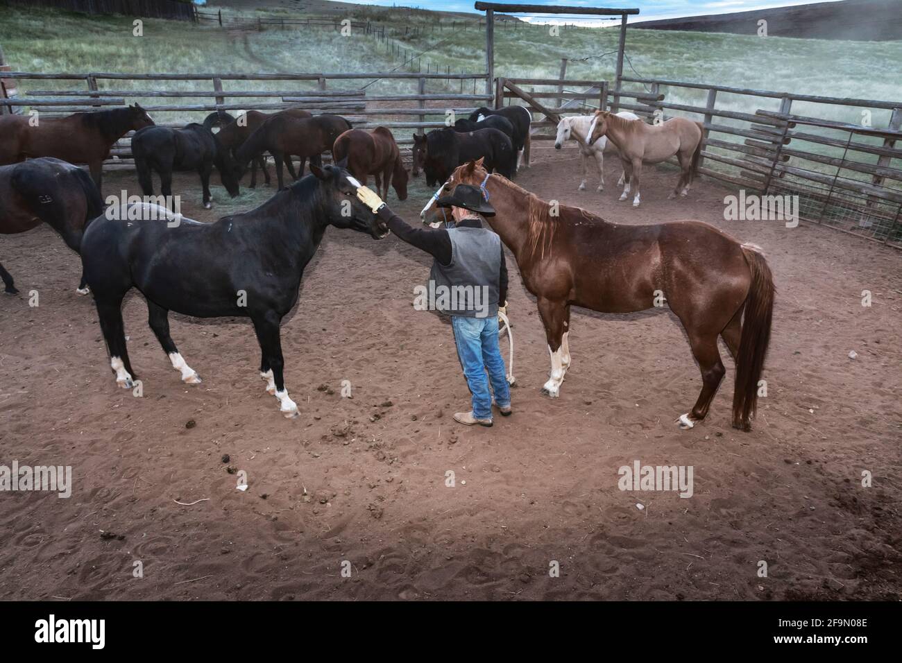 WY04138-00...WYOMING - Barry Cargo cavalli di smistamento per i giorni di lavoro sulla Willow Creeek Ranch. Signor# B20 Foto Stock