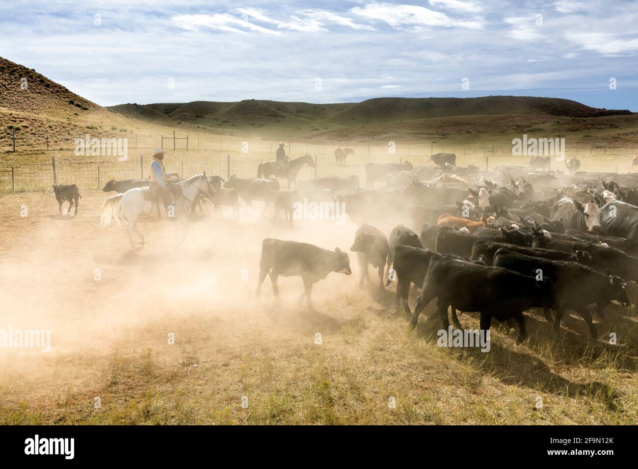 WY04148-00...WYONING - unità di bestiame sul Willow Creek Ranch. Foto Stock