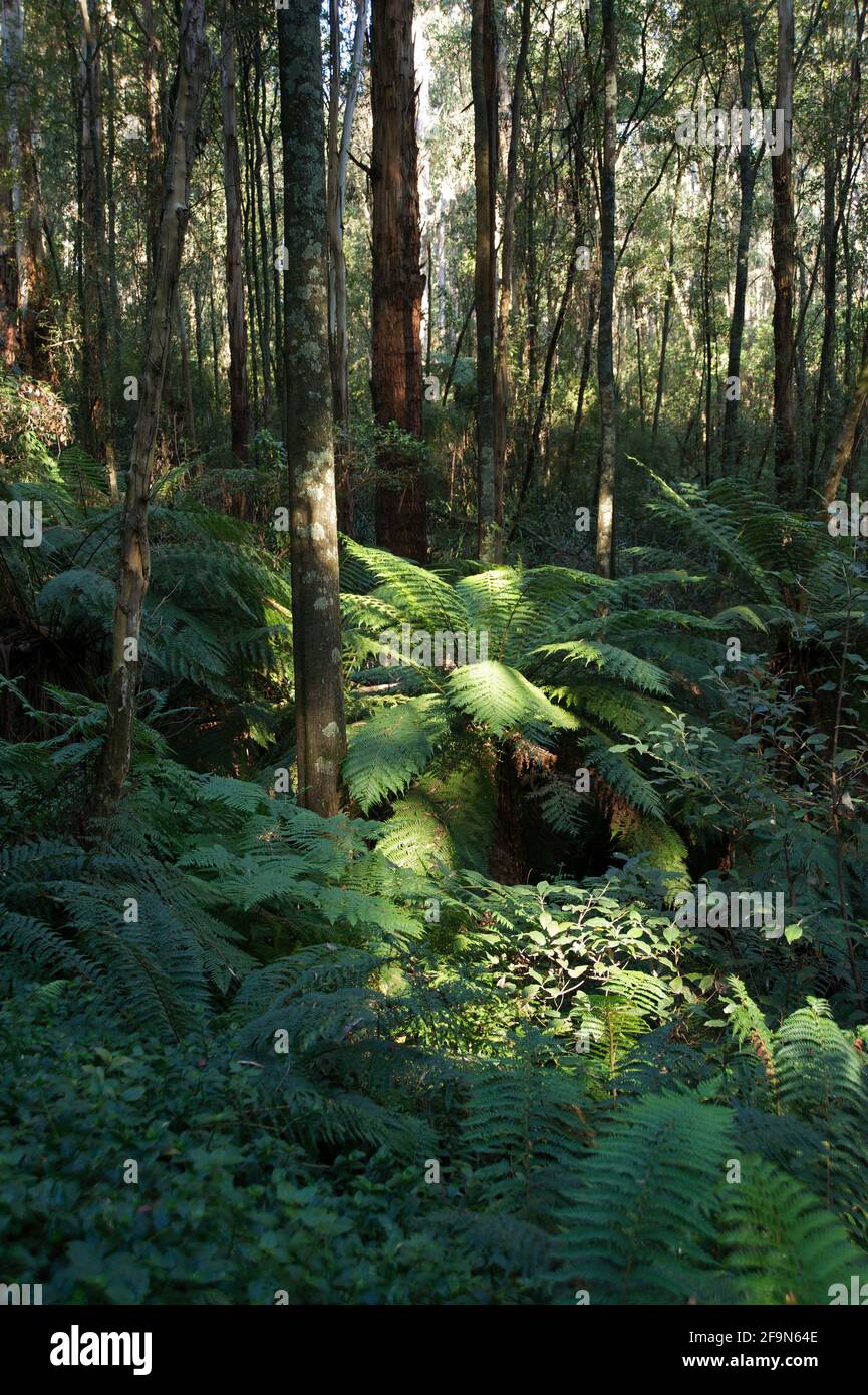 Il sole si rompe attraverso il baldacchino della foresta - e raccoglie questo albero felce (Dicksonia Antartide) nel Dandenong Ranges National Park, vicino Ferntree Gully. Foto Stock