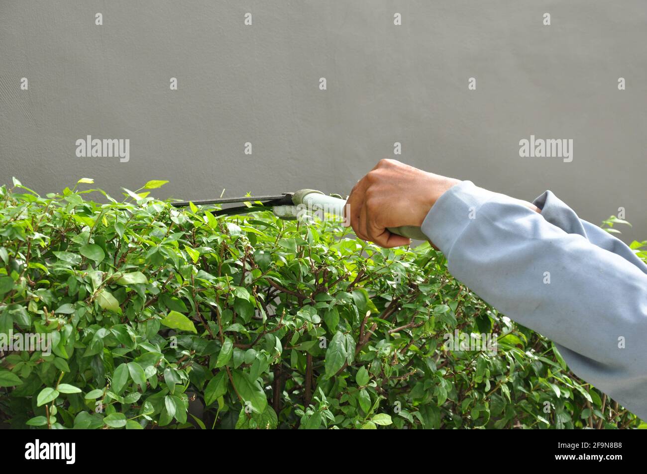 Giardiniere tagliando siepe con cesoie per erba Foto Stock