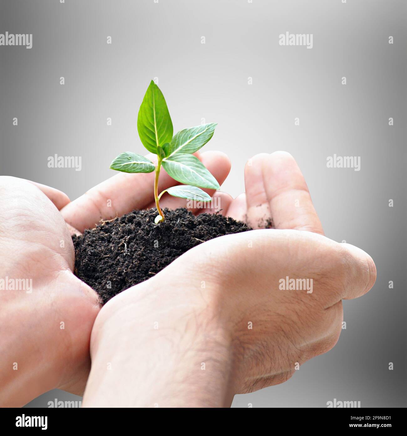 Mano che tiene germogli verdi con terreno su sfondo grigio Foto Stock