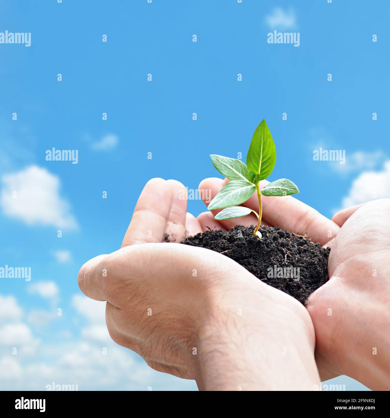 Germoglio di tenuta della mano con il suolo, concetto di conservazione dell'ambiente - disegno di bordo con spazio di copia Foto Stock