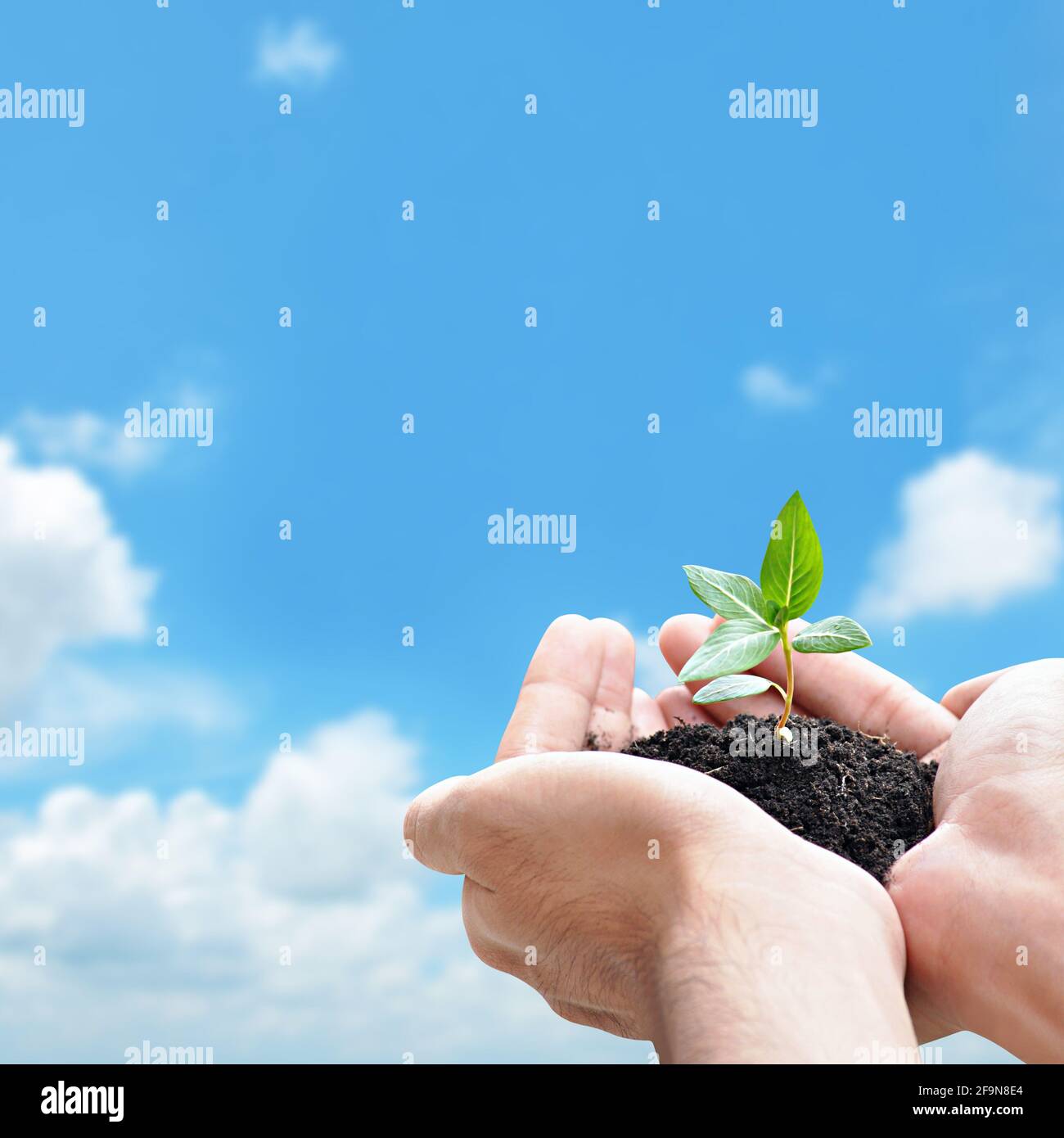 Germoglio di tenuta della mano con il suolo, concetto di conservazione dell'ambiente - disegno di bordo con spazio di copia Foto Stock
