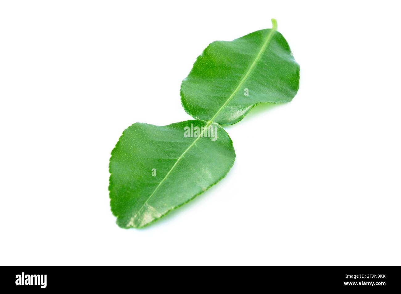 Foglie di lime di Kaffir verde - isolate su bianco - a base di erbe Ingrediente utilizzato nella cucina del Sud-Est Asiatico Foto Stock