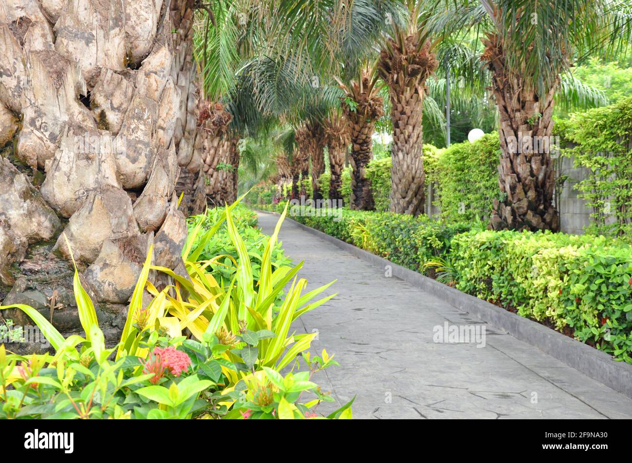 Passerella nel giardino con siepi e palme lungo due lati Foto Stock